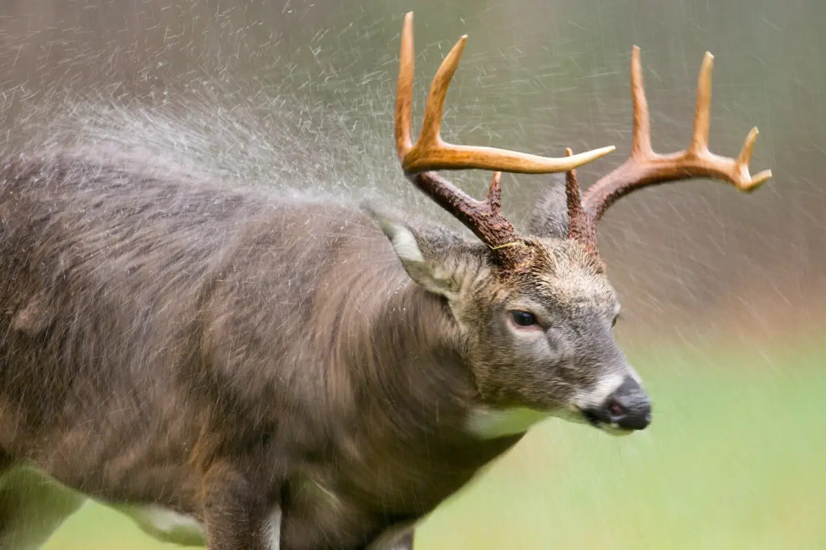 r1 Do Deer Move in Rain?