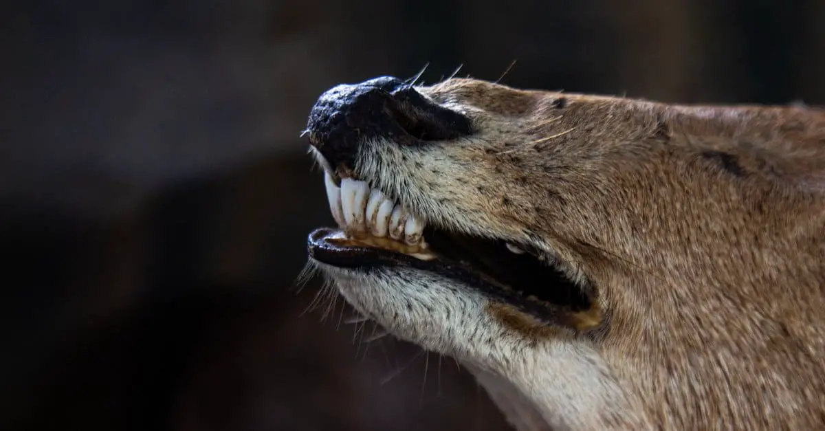 t1 Do Deer Have Top Teeth?