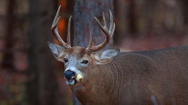 2. "The Top 20 Favorite Foods of Deer: What Hunters Need to Know"