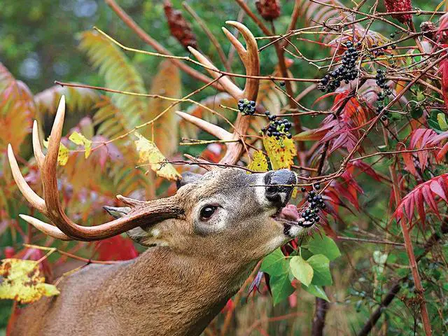 4. "From Acorns to Treetops: Exploring the Varied Diet of Deer"