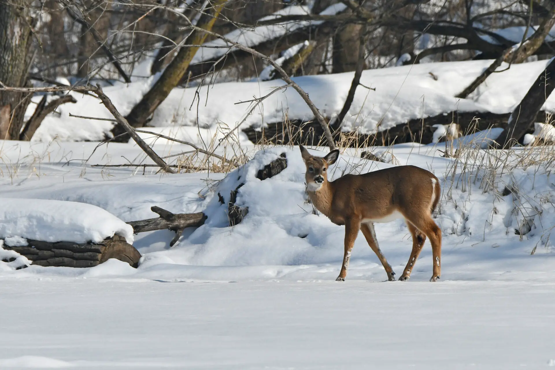 w1 1 How Deer Survive Winter ?