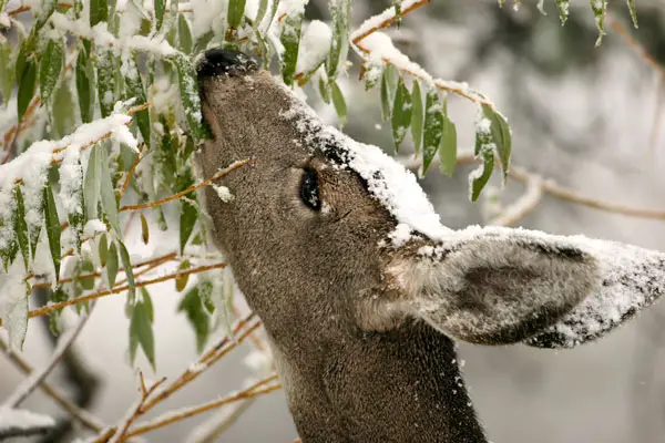 w11 What Do Deer Eat in Winter? Understanding Their Digestive Process and Browse Cutting