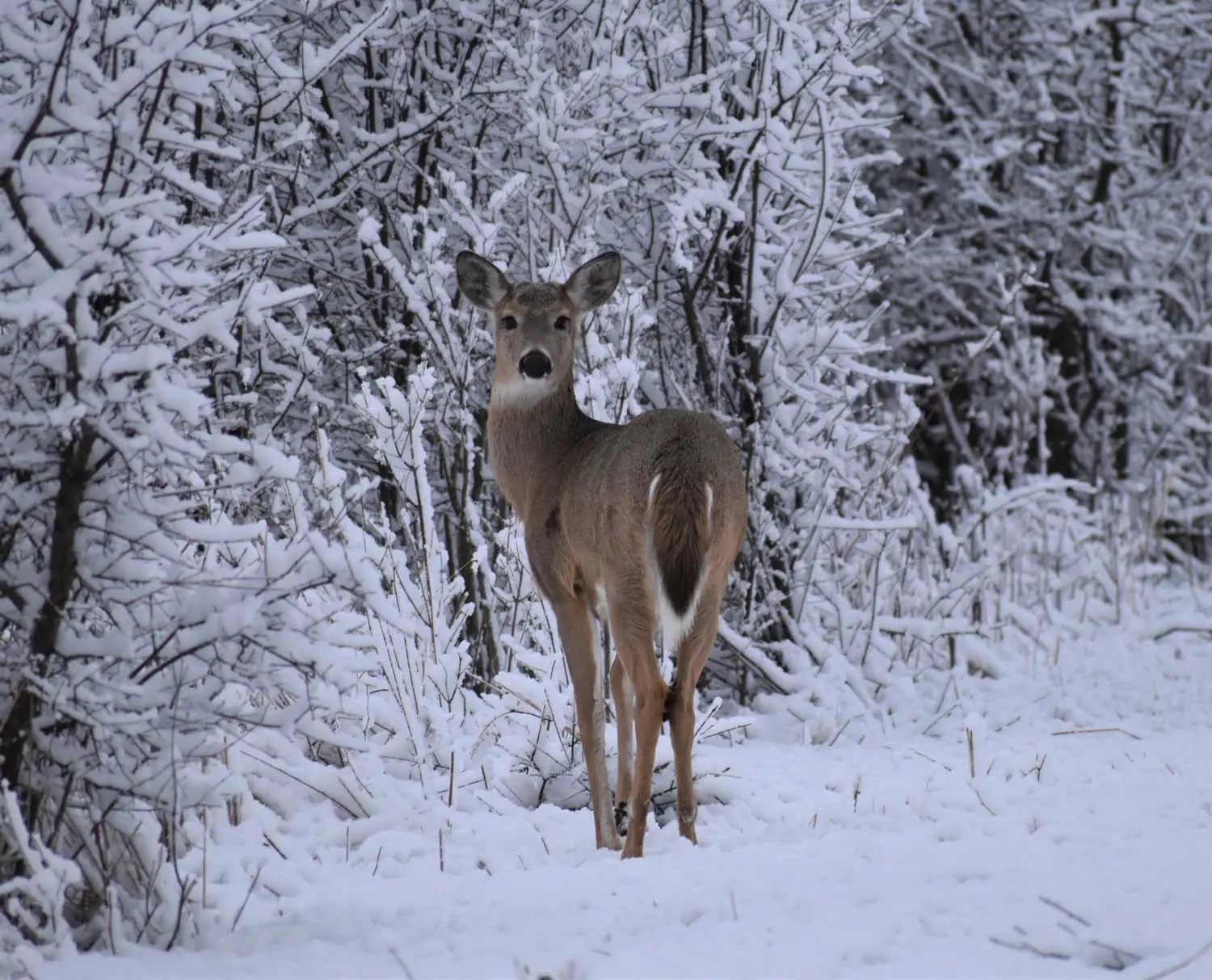 w12 What Do Deer Eat in Winter? Understanding Their Digestive Process and Browse Cutting