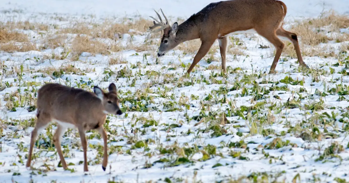 w13 What Do Deer Eat in Winter? Understanding Their Digestive Process and Browse Cutting