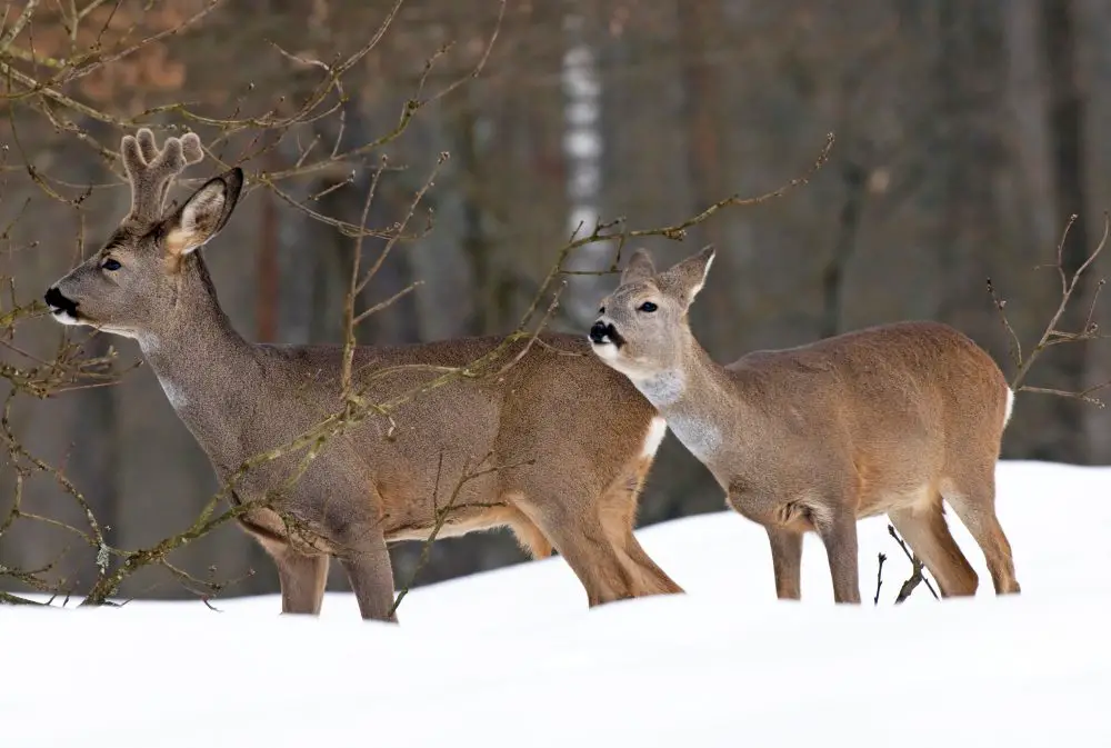 w2 1 How Deer Survive Winter ?