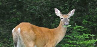 What Do Deer Eat in Summer?
