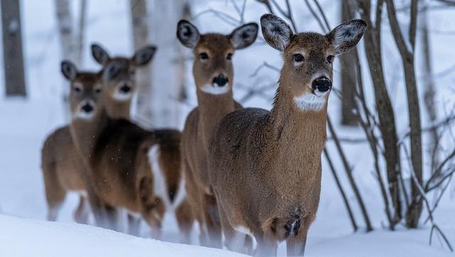 The Importance of Providing Proper Winter Nutrition for Deer