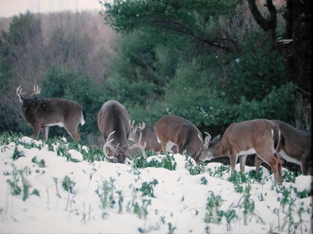 Browse Cutting: A Solution for Ensuring Deer Survival in Winter