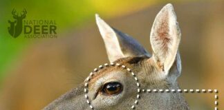 What Do Deer See?