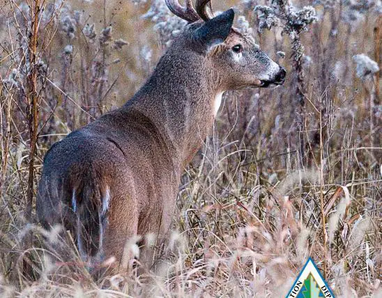 The Keystone Species Status of Whitetail Does: Why They Matter