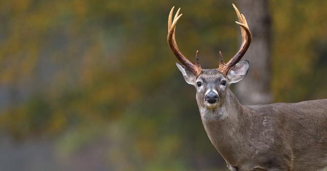 The Vital Role of Whitetail Does in Shaping the Wild Places