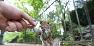 # How to Befriend Squirrels on Your Campus: A Guide for Air Gun Enthusiasts