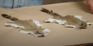 # How to Tan a Squirrel Hide: A Beginner\’s Guide