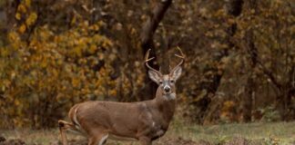 # West Virginia\’s Squirrel Season Opens September 14th: A Hunter\’s Guide