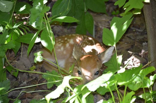 what is a baby deer called a guide for hunters and nature enthusiasts 1 # What is a Baby Deer Called? A Guide for Hunters and Nature Enthusiasts