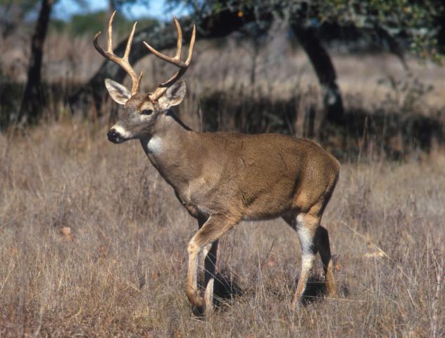 what s a group of deer called a hunter s guide to deer terminology 1 # What's a Group of Deer Called? A Hunter's Guide to Deer Terminology