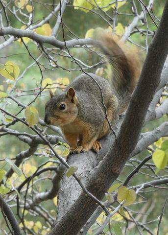 Observing Squirrel Behavior: Tips from an Outdoor Expert