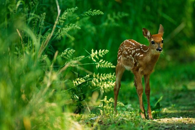 why do we call baby deer fawns a look into the curious language of young animals 1 Why Do We Call Baby Deer Fawns? - A Look into the Curious Language of Young Animals