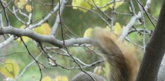 # Why Is A Squirrel Screaming in a Tree? Understanding Squirrel Vocalizations