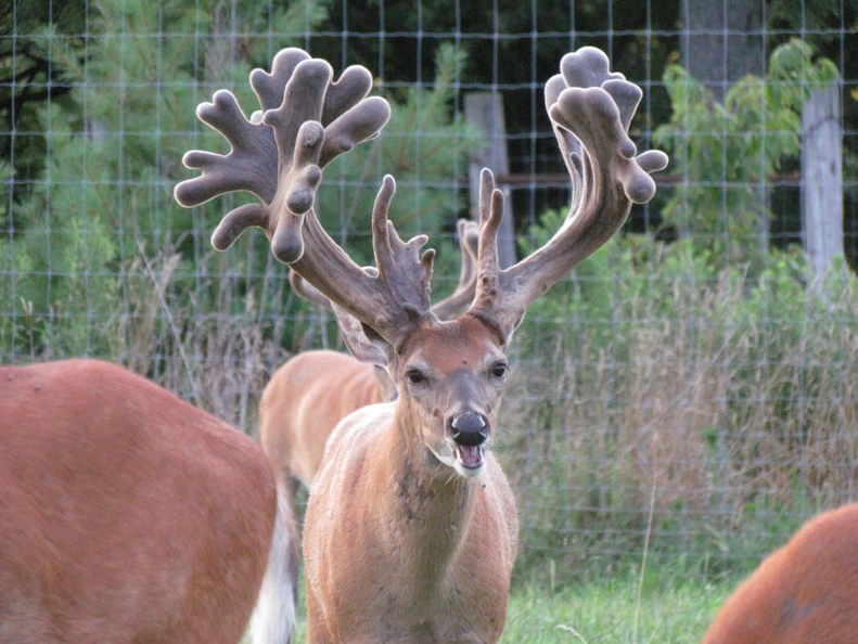 Picture of a Whitetail Doe and two buck fawns at a deer mineral site eating Real Worlds Maximizer Plus Deer Mineral which is formulated to have the best minerals for deer.