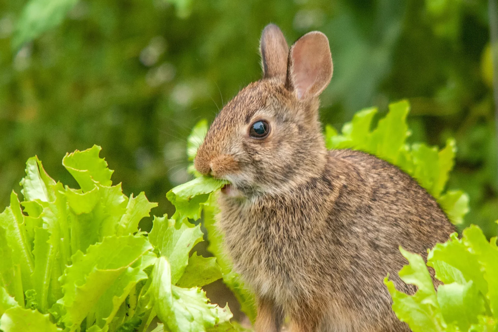 p3 The Bunny Buster: Best Air Rifle For Rabbits (Reviews and Buying Guide 2024)