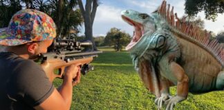 Best Air Rifles for Pest Control – Top 10 effective guns for the money (Reviews and Buying Guide 2026)