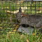 A Rabbit Is Caught In A Live Trap, Lured In By A The  Corn Cob.