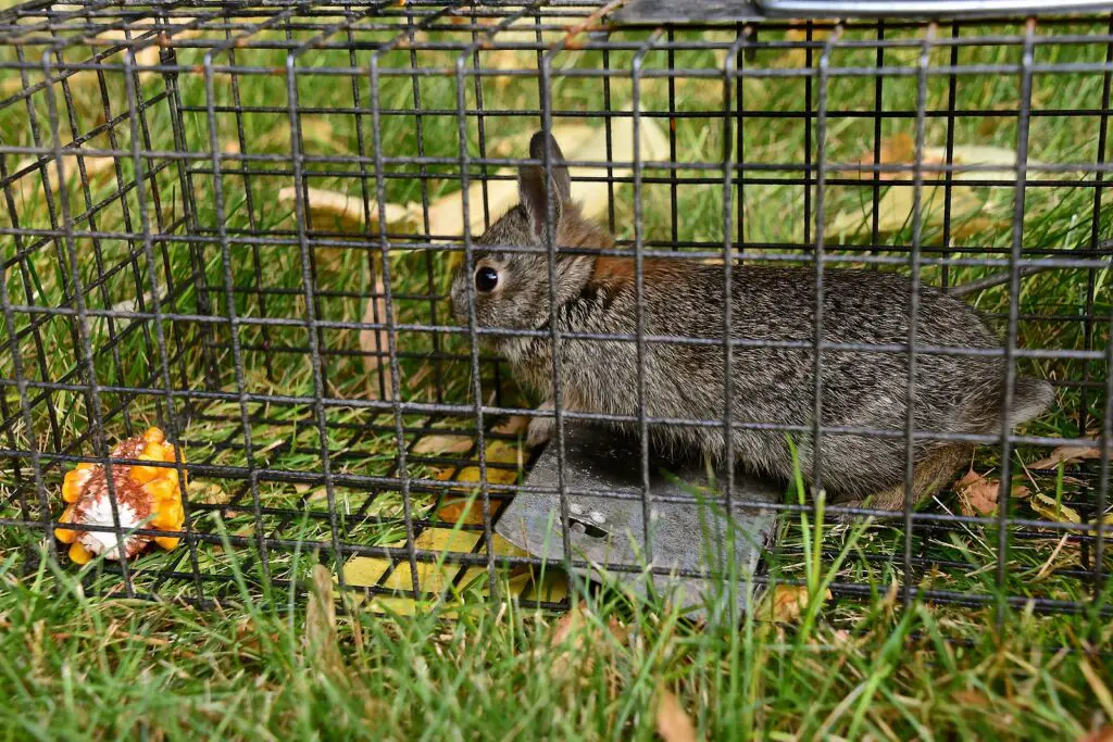 r1 The Bunny Buster: Best Air Rifle For Rabbits (Reviews and Buying Guide 2024)