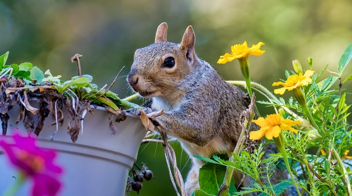 s1 Garden Rescue: Best Air Rifles For Squirrels 2024 (Reviews & Buying Guide)