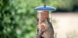 Is Squirrel A Rodent? (Quick Facts)