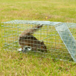 Grey Squirrel rodent in a wire trap