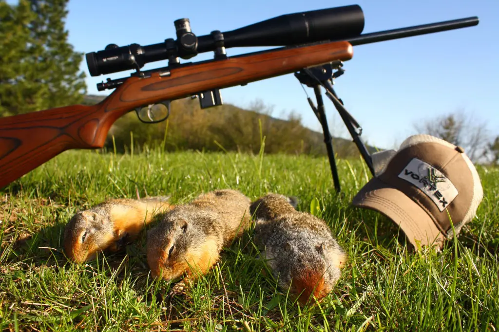 s4 1 Garden Rescue: Best Air Rifles For Squirrels 2024 (Reviews & Buying Guide)