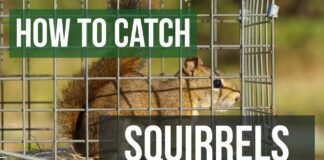 How to Catch a Squirrel?