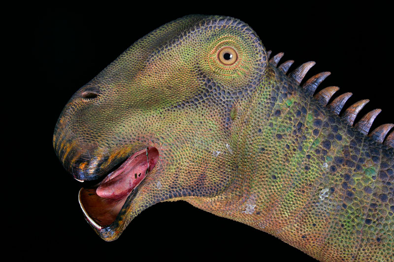 n1 Nigersaurus: The Remarkable 500-Toothed Wonder of the Cretaceous Period