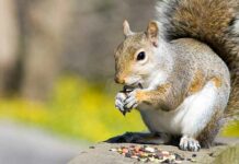 What Do Squirrels Eat? (Surprised Answers!)