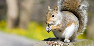 What Do Squirrels Eat? (Surprised Answers!)