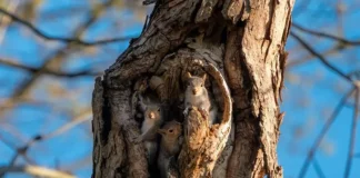 What Does a Squirrel Nest Look Like?