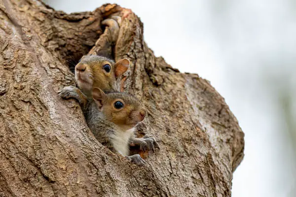 s13 What Does a Squirrel Nest Look Like?