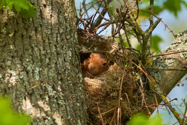 s14 What Does a Squirrel Nest Look Like?