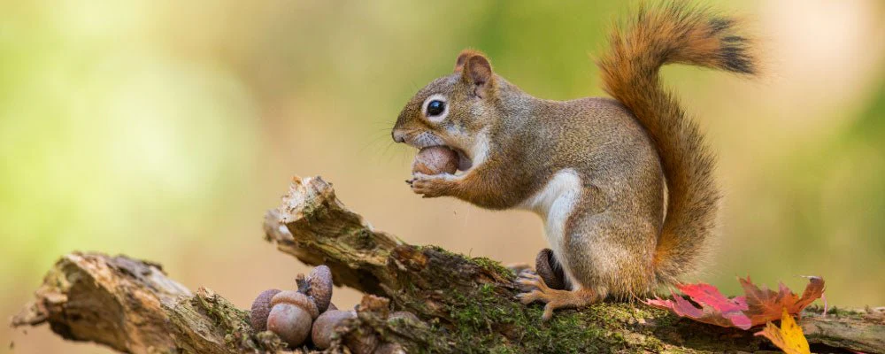 s2 What Do Squirrels Eat? (Surprised Answers!)