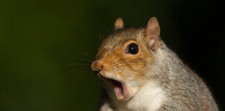 What sound does a squirrel make? (Surprised Answers!)