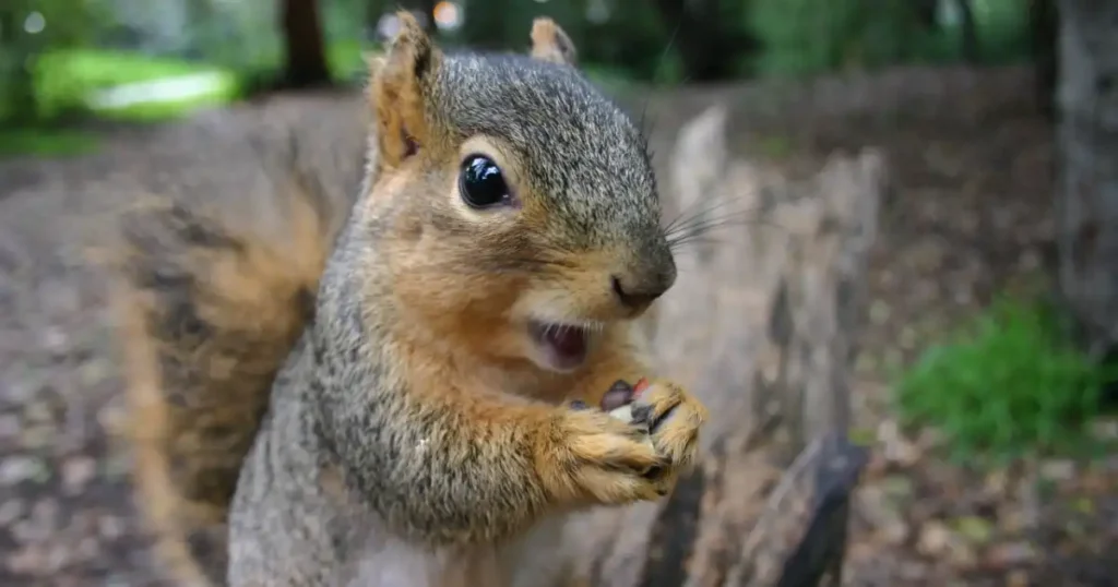 s24 1 What sound does a squirrel make? (Surprised Answers!)