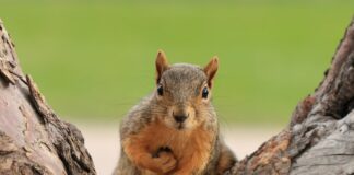 How long does a squirrel live?