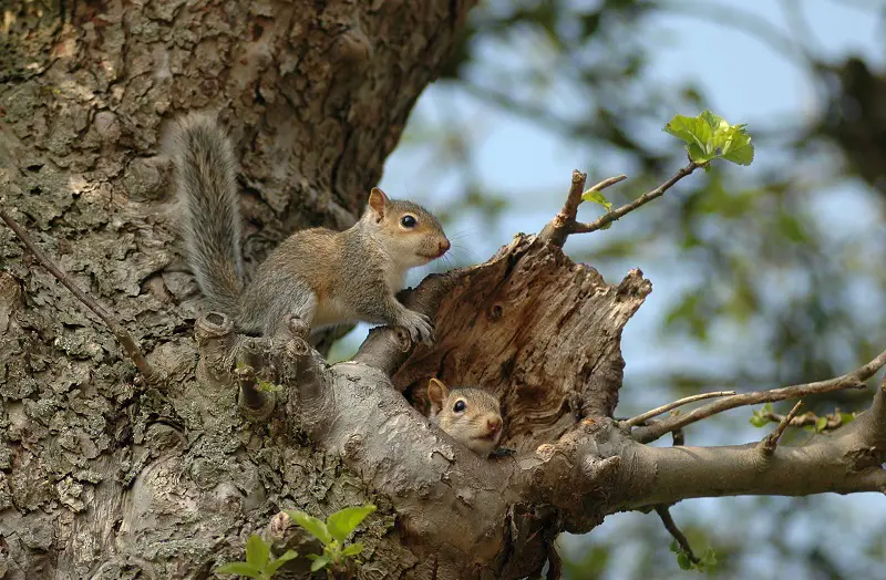 s34 How long does a squirrel live?