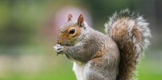 7 Signs You Have a Squirrel Problem (And What to Do About It)